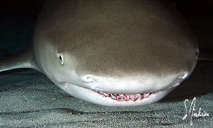 As we settled on the sand bottom at Tiger Beach, there wa... by Steven Anderson 